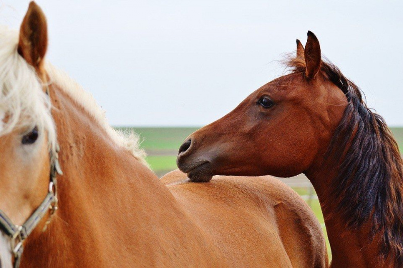 12 Karrieremuligheter for de som er interessert i å jobbe med hester