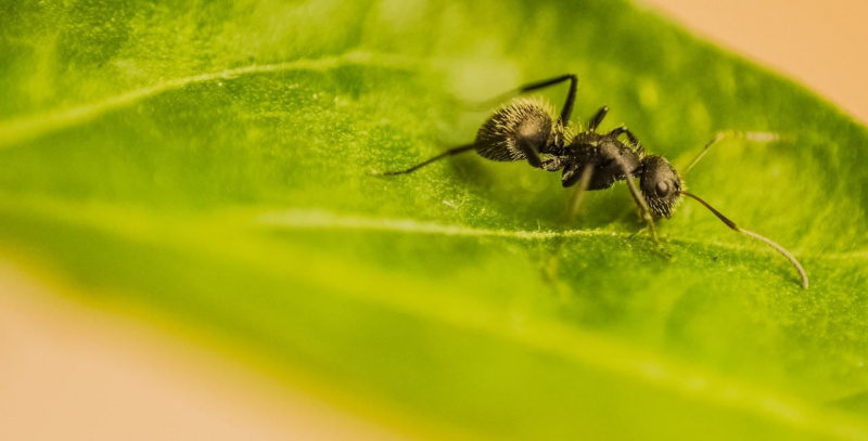 Kompletný sprievodca: Ako sa zbaviť mravcov v dome