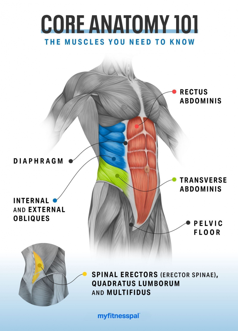 تمارين تقوية الجسم التي تستهدف كل عضلة البطن | لياقة | MyFitnessPal