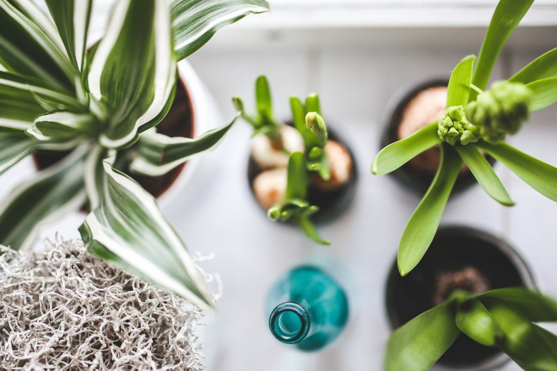8 izbových rastlín na rast, ktoré môžu dramaticky zlepšiť vaše zdravie