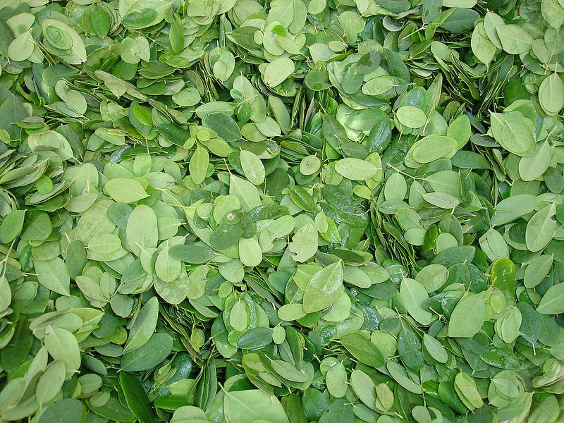 10 buoni motivi per mangiare foglie di moringa
