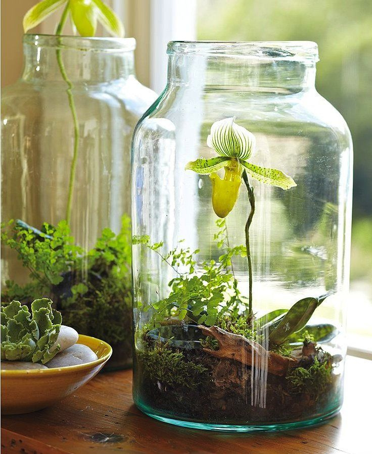 Jar Garden