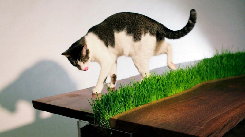 25 tikrai šaunios katės baldų dizaino idėjos, kurių reikia kiekvienam katės savininkui