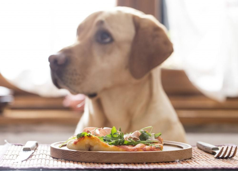 10 geriausių sveiko šuns gurmaniškų šunų maisto receptų