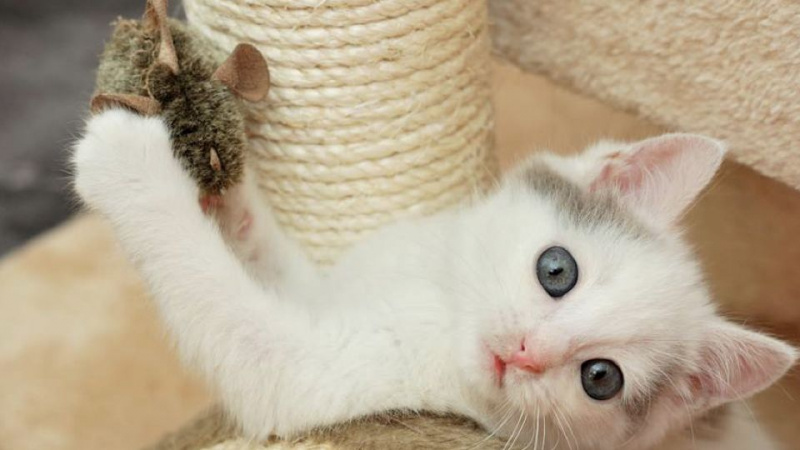 10 kattelegetøj, der får din kat til at elske dig så meget