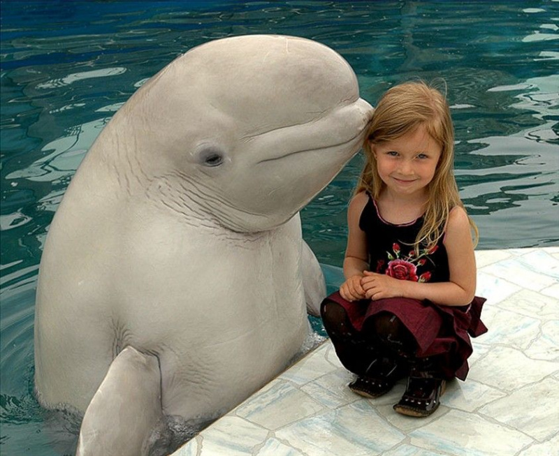 veľryba beluga a dievča