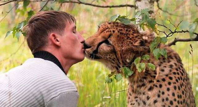 bozkávanie geparda