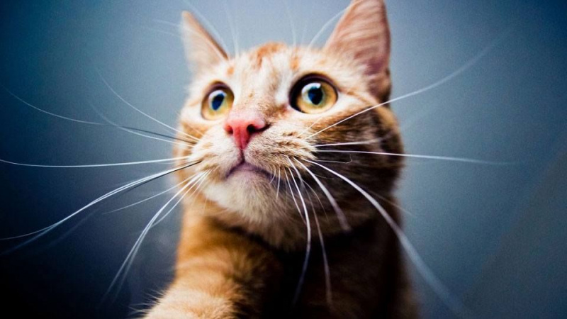 Наука објашњава како се осећа мачком